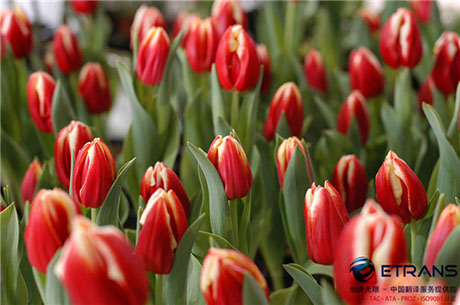 看过来，专业翻译公司这些要素需具备！